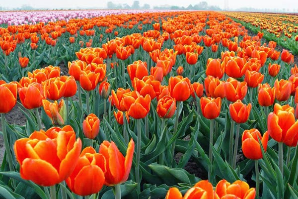 Ý nghĩa hoa Tulip cam tượng trưng cho đam mê, tình yêu của vợ chồng