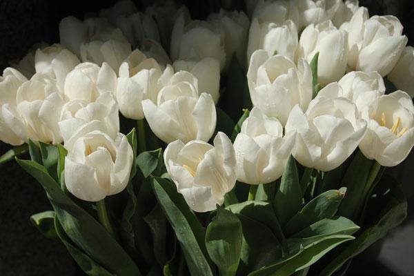 Ý nghĩa hoa Tulip trắng tượng trưng cho sự trong sáng, lời xin lỗi chân thành