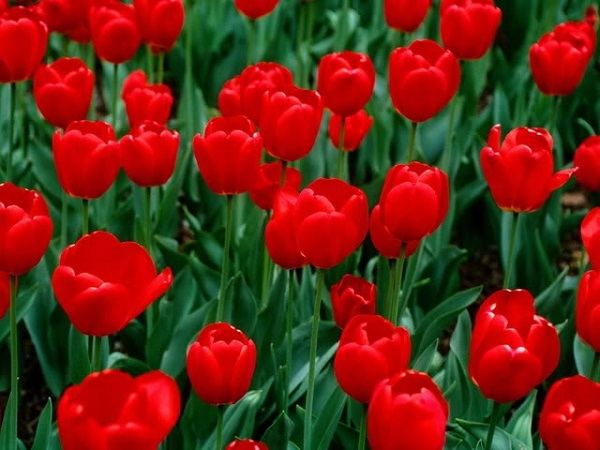 Hoa Tulip đỏ tượng trưng cho hạnh phúc, tình yêu đôi lứa