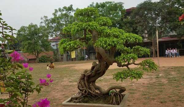 Các loại cây Sanh cảnh đẹp, ý nghĩa và cách trồng giúp tạo dáng đẹp - 11