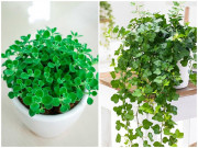 Nhà đẹp - 6 loại cây phong thủy ở đâu lộc theo đến đấy, nhà nào cũng nên có ít nhất 1 cây