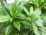 Xem ăn chơi - Xưa mọc đầy vườn không ai hái, giờ chị em nội trợ tìm "mỏi mắt" không có, giá cao ngất