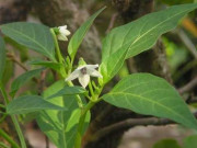 Xem ăn chơi - Loại lá bỏ đi trở thành đặc sản được chị em nội trợ ưa chuộng, công dụng tuyệt vời