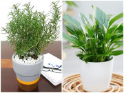 Nhà đẹp - 4 loại cây mệnh danh máy lọc không khí, thích hợp đặt trong phòng ngủ nhất