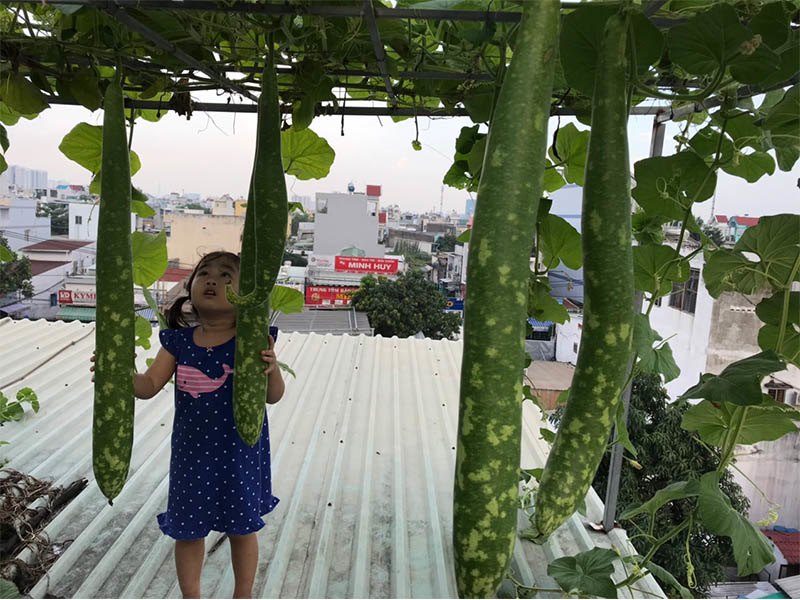 Bố Sài Gòn tận dụng nóc phòng thờ trồng rau, làm vườn sân thượng 52m2 cả nhà ăn không xuể - 4