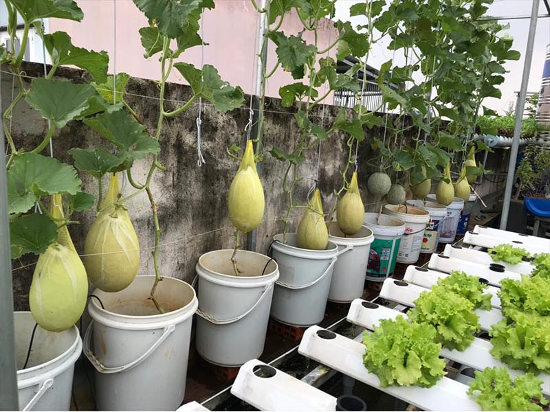 Bố Sài Gòn tận dụng nóc phòng thờ trồng rau, làm vườn sân thượng 52m2 cả nhà ăn không xuể - 6