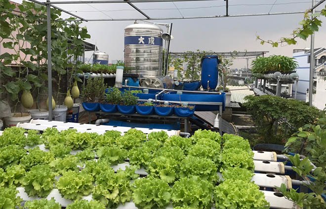 Bố Sài Gòn tận dụng nóc phòng thờ trồng rau, làm vườn sân thượng 52m2 cả nhà ăn không xuể - 1