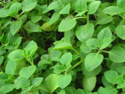 Xem ăn chơi - Loại lá xưa mọc đầy không ai hái, giờ thành đặc sản được chị em chế biến nhiều món ngon