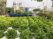 Nhà đẹp - Bố Sài Gòn tận dụng nóc phòng thờ trồng rau, làm vườn sân thượng 52m2 cả nhà ăn không xuể