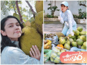 Nhà đẹp - Sau dịch Việt Trinh trở về biệt thự ở Bình Dương, thu hoạch 1 sân đầy hoa quả