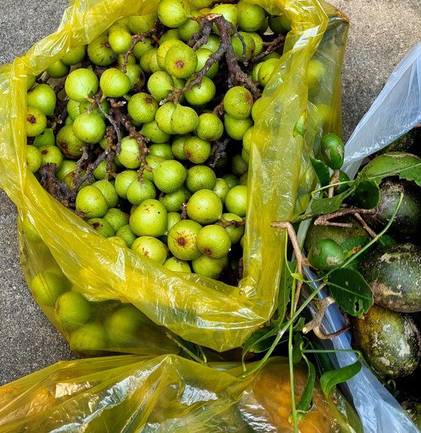 Sau dịch Việt Trinh trở về biệt thự ở Bình Dương, thu hoạch 1 sân đầy hoa quả - 6