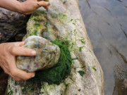 Xem ăn chơi - Ở thành thị là thứ bỏ đi, nhưng ở Tây Bắc, loại cây này là đặc sản nức tiếng