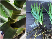 Nhà đẹp - 6 loại hoa đẹp ngắt 1 chiếc lá bỏ vào đất, 7 ngày sau rễ mọc trắng muốt