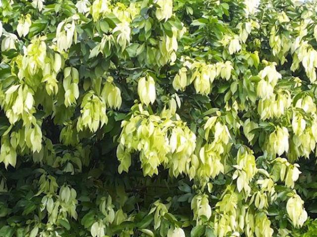 Loại cây dại xưa làm hàng rào bất ngờ thành đặc sản 90.000đồng/kg, ăn sống hay chín đều ngon