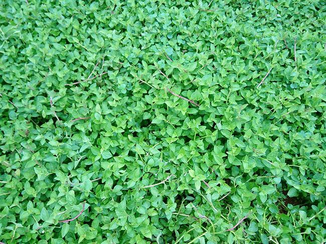 Loại cây dại xưa nhổ vứt đi, nay amp;#34;lên đờiamp;#34; thành đặc sản 120.0000đồng/kg, làm nhiều món ngon nức tiếng - 3