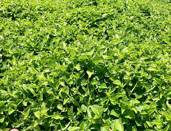 Loại cây dại xưa nhổ vứt đi, nay amp;#34;lên đờiamp;#34; thành đặc sản 120.0000đồng/kg, làm nhiều món ngon nức tiếng - 4