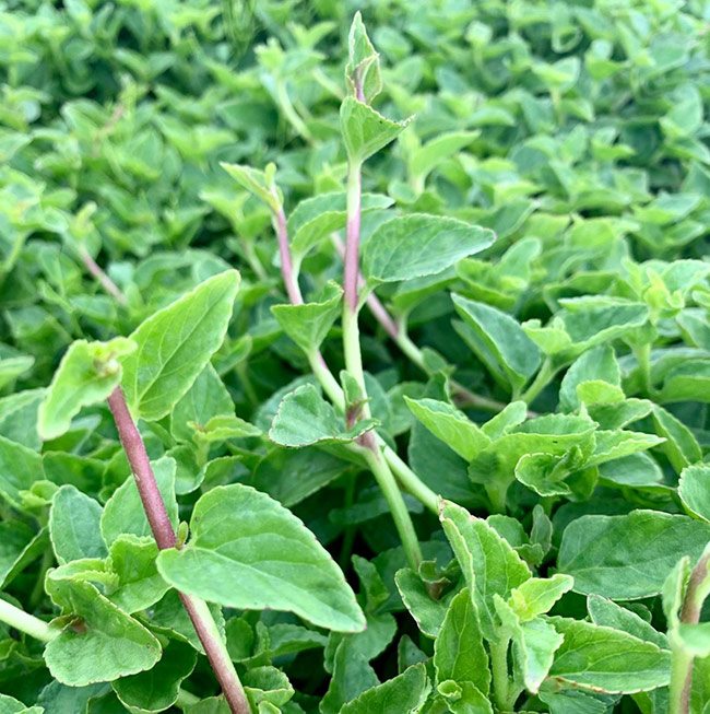 Rau lỗ bình trông khá giống rau càng cua của miền Tây Nam Bộ.