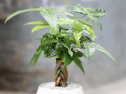 Nhà đẹp - 10 Loại cây xanh trong nhà đẹp, hợp phong thủy, dễ chăm sóc