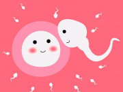 Bà bầu - Quá trình tinh trùng kết hợp với trứng được gọi là gì?