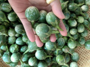 Xem ăn chơi - Loại quả mọc dại không ai hái, nay trồng thành vườn bán cho nhà hàng không xuể