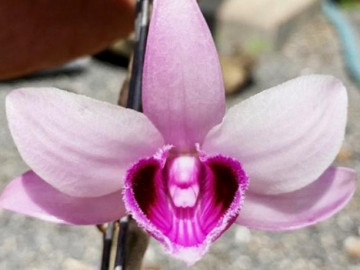 Lan đột biến là gì? Tại sao chúng lại đắt vậy và cách nhận biết