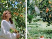 Xem ăn chơi - Mùa hồng Đà Lạt tháng mấy đẹp nhất? Top các vườn hồng check in đẹp mộng mơ