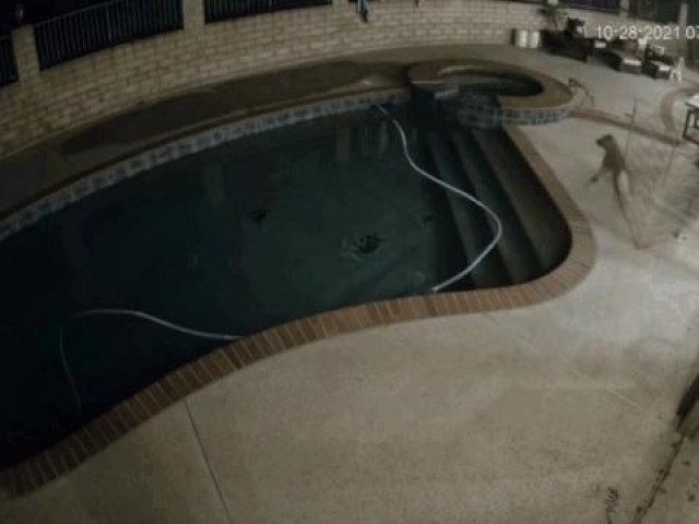 Clip Eva - Clip: Chó nhà tử chiến sư tử núi để cứu chủ và cái kết bất ngờ