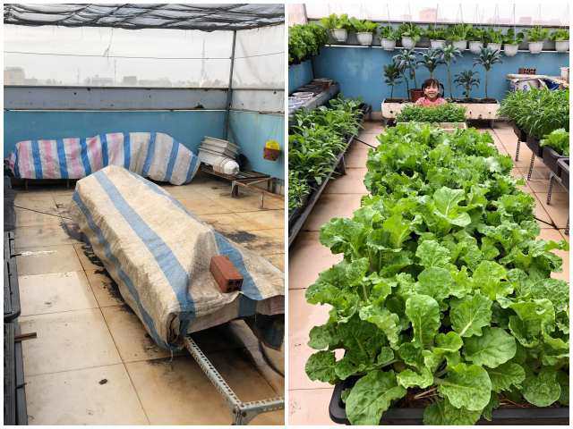 Mẹ đảm Đồng Nai cải tạo sân thượng 50m2 thành vườn xanh mướt,  đi chợ 0 đồng mỗi ngày