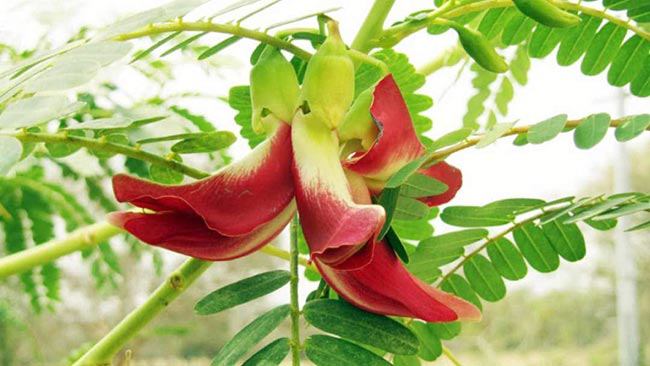 Bông so đũa trắng xanh và thái đỏ, xưa là loại cây dại mọc ven bờ ruộng, hoặc được trồng làm hàng rào