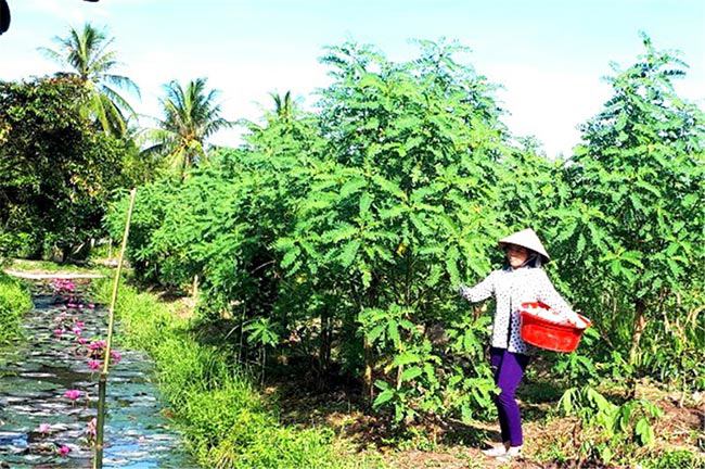 Vườn bông so đũa của chị Ánh Tuyết.