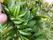 Tiêu dùng - Loại lá xưa rụng vứt đi, không ngờ là đặc sản 100.000đồng/kg, ăn sống hay chín đều đặc biệt