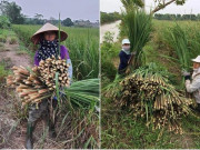 Tiêu dùng - Loại cây dại xưa nhổ vứt đi, nay là đặc sản phố thị, làm món gì cũng ngon đặc biệt