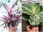 Nhà đẹp - 8 loài cây cảnh lá sọc độc đáo, màu sắc rực rỡ thích hợp trang trí trong nhà