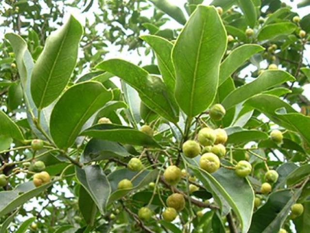 Loại cây dại xưa hái vứt đi, nay là đặc sản hiếm 100.000đồng/kg, ăn sống hay chín đều rất ngon