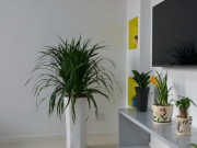 Nhà đẹp - Trồng cây cảnh phong thủy này trong nhà có lợi cho sự phát triển của gia đình