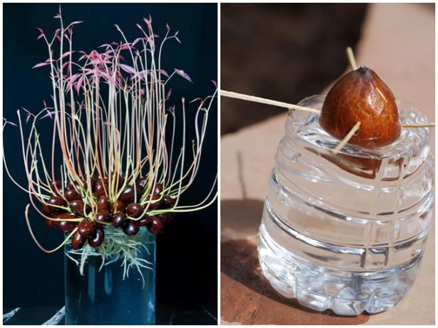 3 loại hạt cây này ăn xong đừng vứt bỏ, chôn xuống đất 10 ngày sẽ thành chậu xanh um