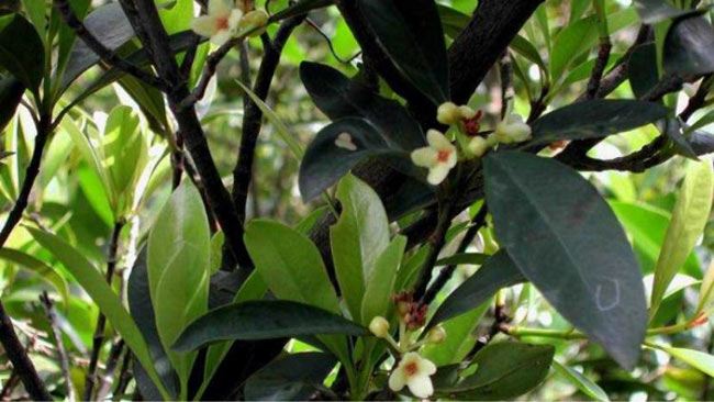 Lá bứa là món đặc sản xứ An Giang.