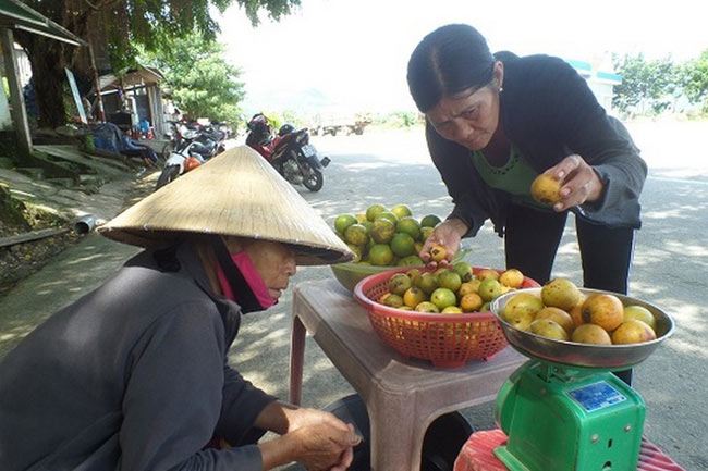Quả bứa khá giống với quả măng cụt, có thể ăn như một loại hoa quả hoặc làm gia vị để nấu các món đặc sản