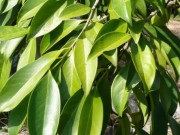 Tiêu dùng - Loại lá trước cho không ai lấy, rụng vứt đi, giờ là đặc sản 80.000đồng/kg, làm nhiều món lạ miệng