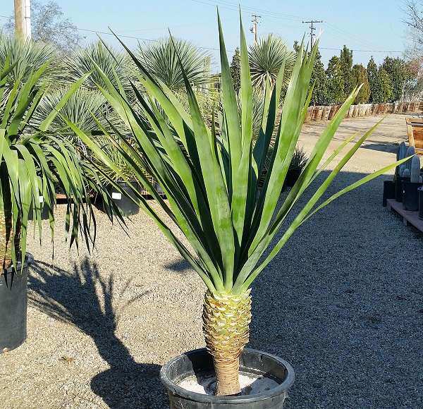 Núi Phát Tài: Ý nghĩa, tác dụng, giá cả và cách trồng - 3