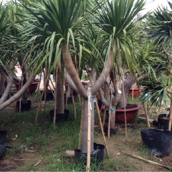 Cây Phát Tài Núi: Ý nghĩa, tác dụng, giá bán và cách trồng - 1