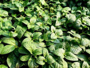 Tiêu dùng - Loại cây dại xưa nhổ vứt đi bất ngờ thành đặc sản 100.000đồng/kg, làm món gì cũng ngon đặc biệt