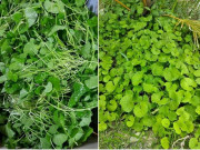 Tiêu dùng - Loại cây dại xưa nhổ vứt đi, nay là đặc sản phố thị 200.000đồng/kg, làm nhiều món ngon nức tiếng
