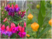 Nhà đẹp - 7 loại cây cảnh ra hoa tuyệt đẹp, mỗi bông hoa như những chiếc đèn lồng, đậm chất lễ hội