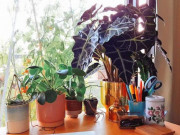 Nhà đẹp - "Bắt bệnh" cho cây cảnh trồng trong nhà tuyệt đẹp nhưng hay bị ngả vàng, thối rễ