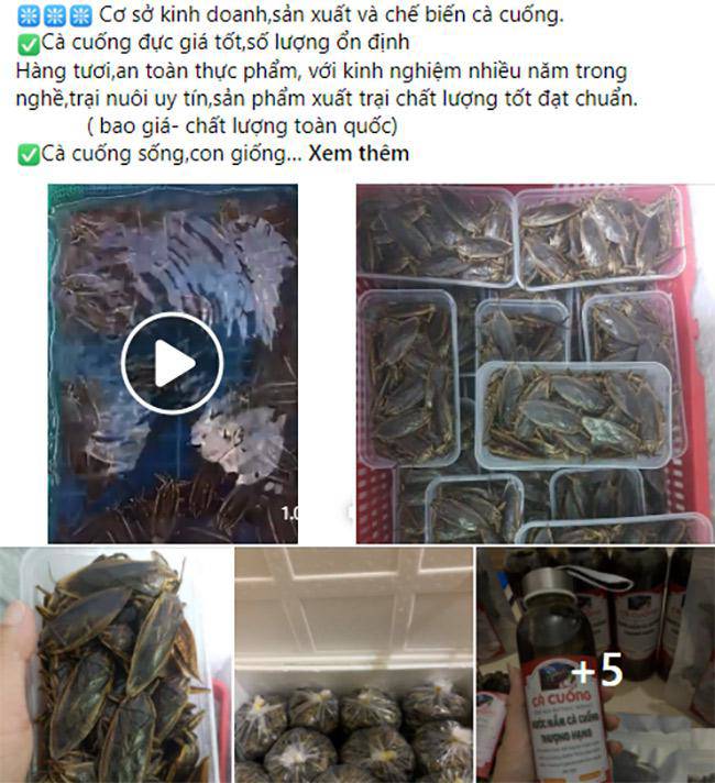 Ngoài cá cuống sống, các chế phẩm từ cà cuống cũng rất đắt hàng