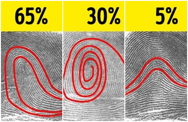 Chỉ 5% dân số có dấu vân tay hình vòm (những người khác có dấu vân tay hình vòng và hình vòng xoáy - tương ứng là 65% và 30%).
