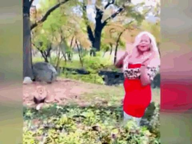 Clip Eva - Clip: Nghịch dại, cô gái trèo vào chuồng rồi ném tiền trêu sư tử