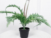 Nhà đẹp - Trong nhà có 7 loại cây này quanh năm khô ráo, vừa thanh lọc không khí lại chống nồm