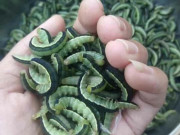 Xem ăn chơi - Loài vật lúc nhúc ai nhìn cũng khiếp sợ, xưa không ai ăn nay thành đặc sản 170.000 đồng/kg